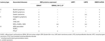 Opportunities to Target the Life Cycle of Epstein-Barr Virus (EBV) in EBV-Associated Lymphoproliferative Disorders